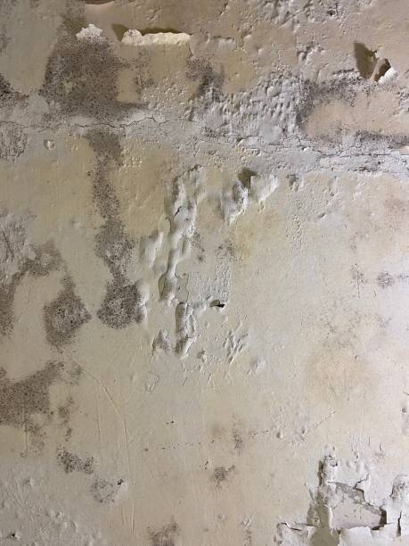 Best Black Mold Remediation in Eatons Neck, NY