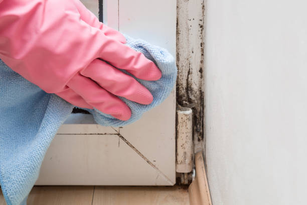 Best Mold Testing and Inspection Services in Eatons Neck, NY